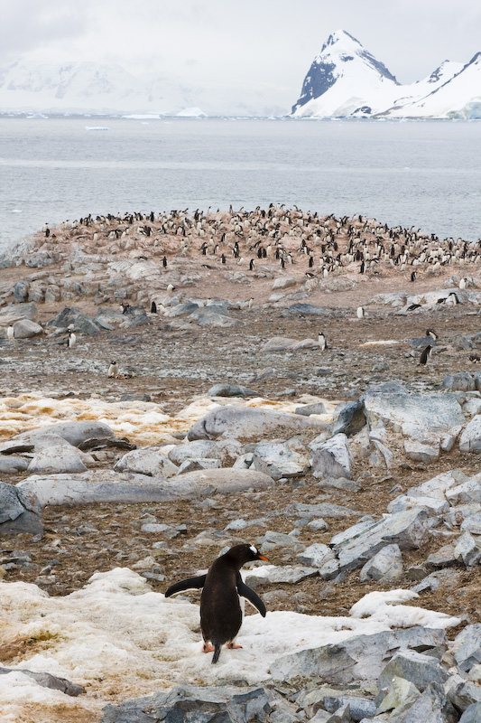 Gentoo Penguin Colony